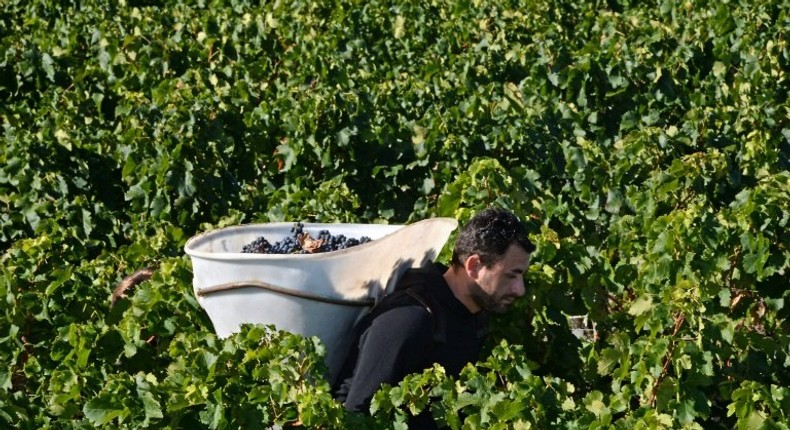 Bordeaux winemakers are becoming increasingly concerned that climate change is putting traditional scenes like this, harvest time at Chateau Marquis de Terme near Bordeaux, in jeopardy.