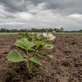 Uprawy podlewane ściekiem, a drzewa parkowe wodą z basenu. Mnożą się pomysły na ponowne wykorzystanie wody