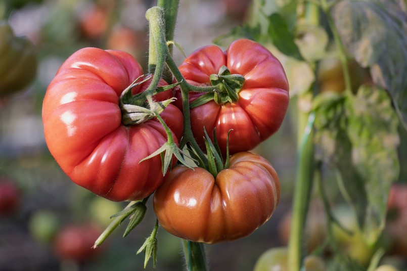 Pomidor odmiana Mexico