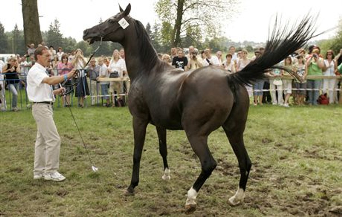 2007.08.04 Janów Podlaski XXIX Narodowy Pokaz Kon Arabskich fot. Wojtek Jargilo