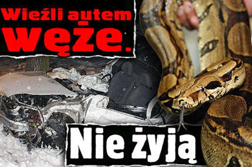 Wieźli autem węże. Nie żyją