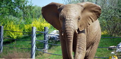 Weekend w zoo poświęcony słoniom