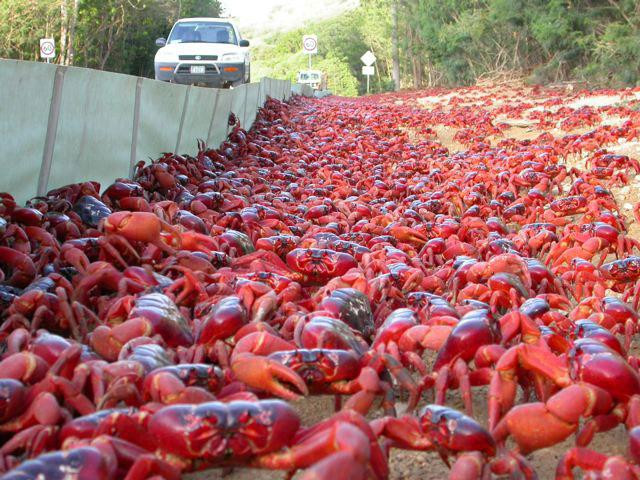 "Inwazja" czerwonych krabów, Australia