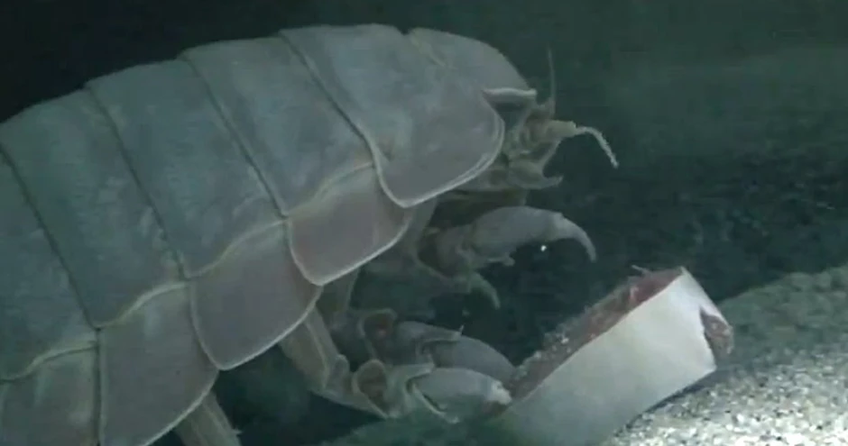 Mada četiri godine ništa nije jeo, Br. 1 ignoriše i najslasnije komade ribe