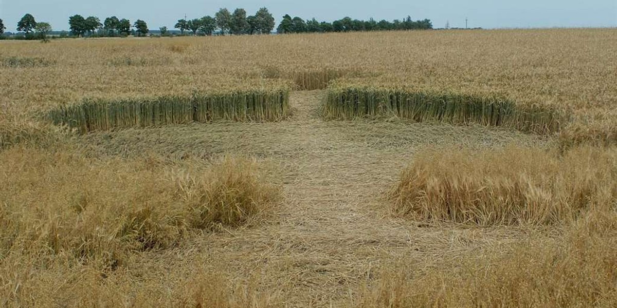 Zagadka kręgów w zbożu rozwiązana. Robią je...