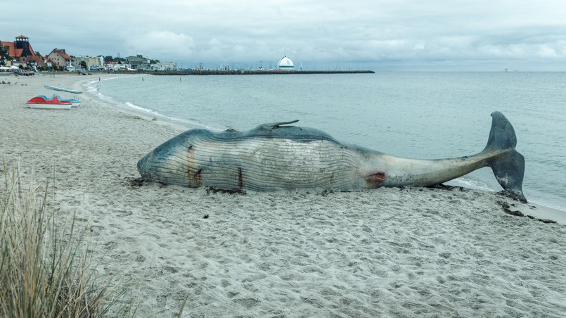 Finwal na plaży w pierwszym odcinku serialu "Scheda"