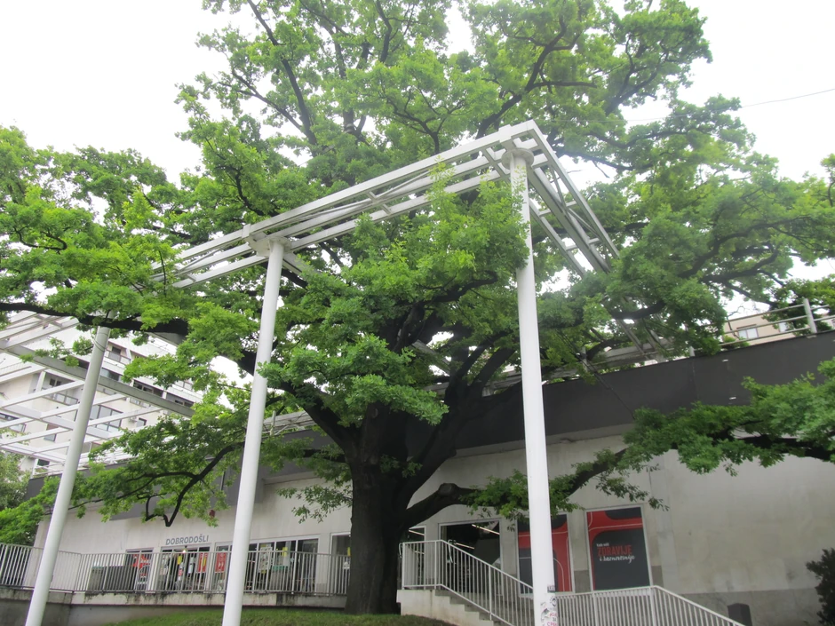 Hrast na Cvetnom trgu