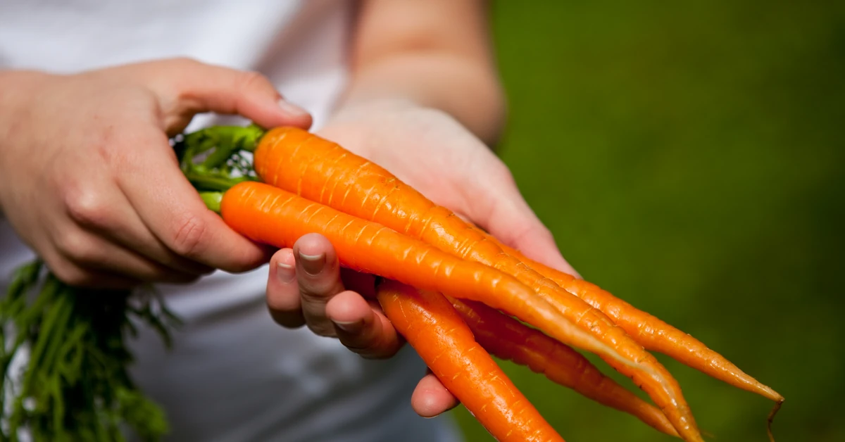 Metale ciężkie i pestycydy w warzywach i owocach z działek – wyniki badań komentuje ekspertka IOŚ-PIB