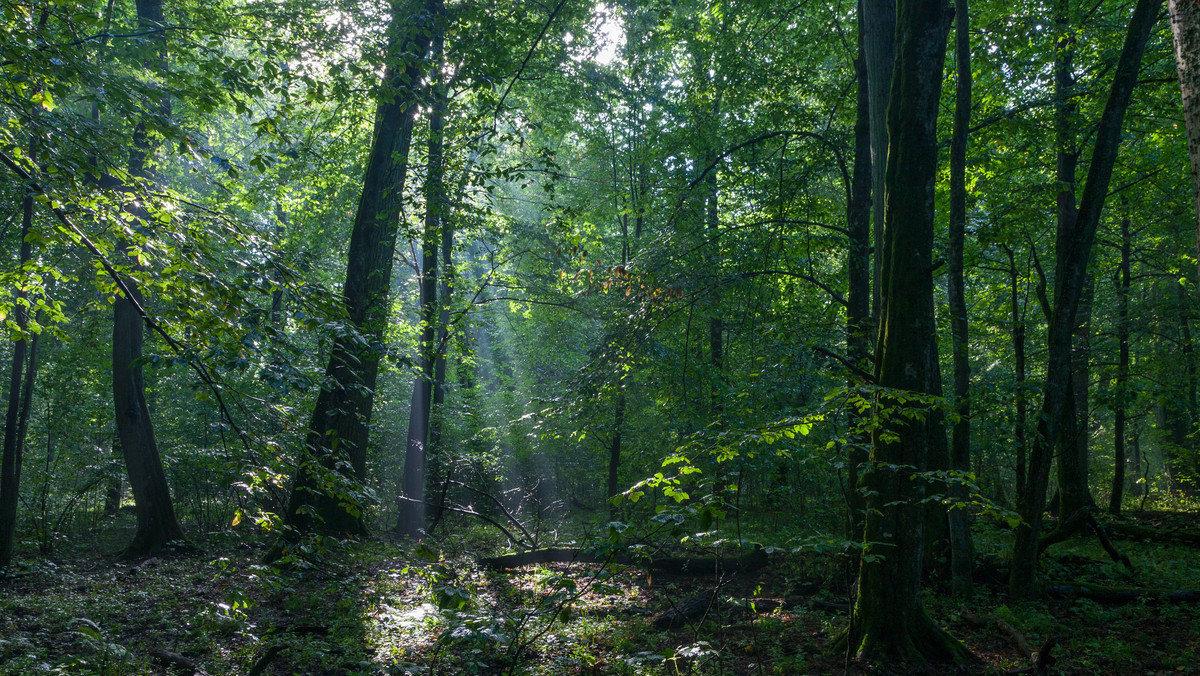 Niezwykłe odkrycia w Puszczy Białowieskiej. Setki kurhanów