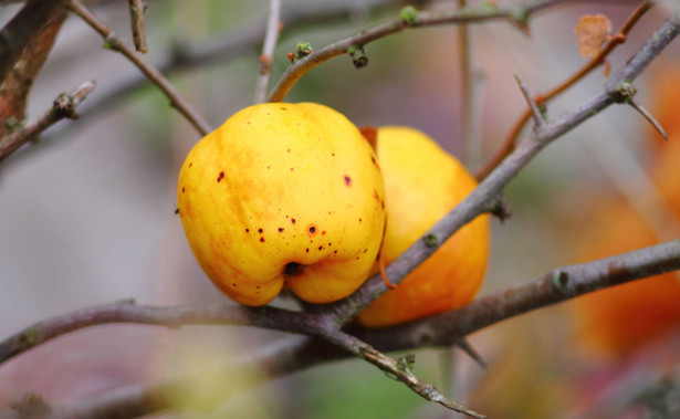 Pigwa - owoc idealny na przeziębienie. Jakie ma witaminy i minerały?