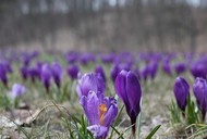 krokus wiosna krokusy