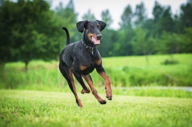 Doberman