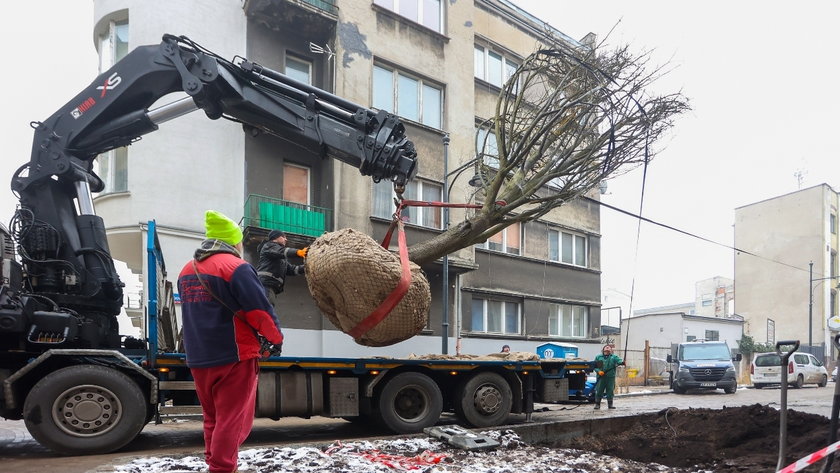 Wielka lipa trafiła na ulicę Lipową. 