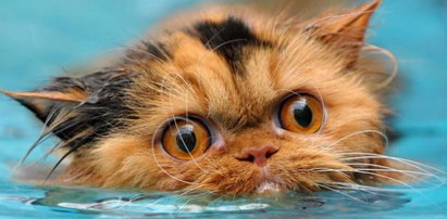 Koty też potrafią pływać. Zobacz!