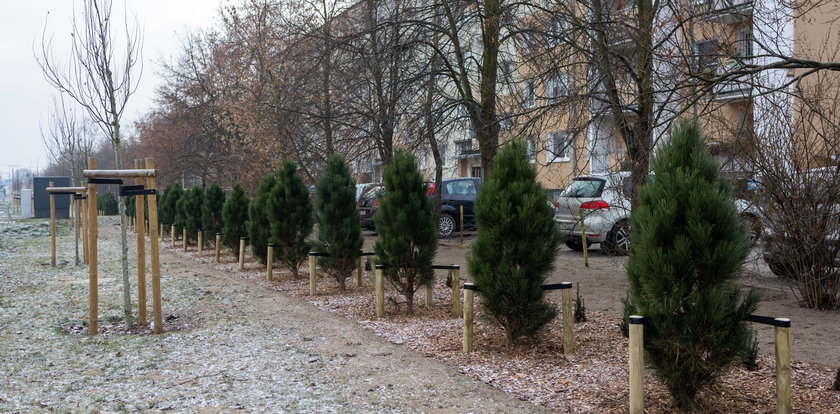 Park osłonowy na Naramowicach. Ma chronić przed spalinami i hałasem