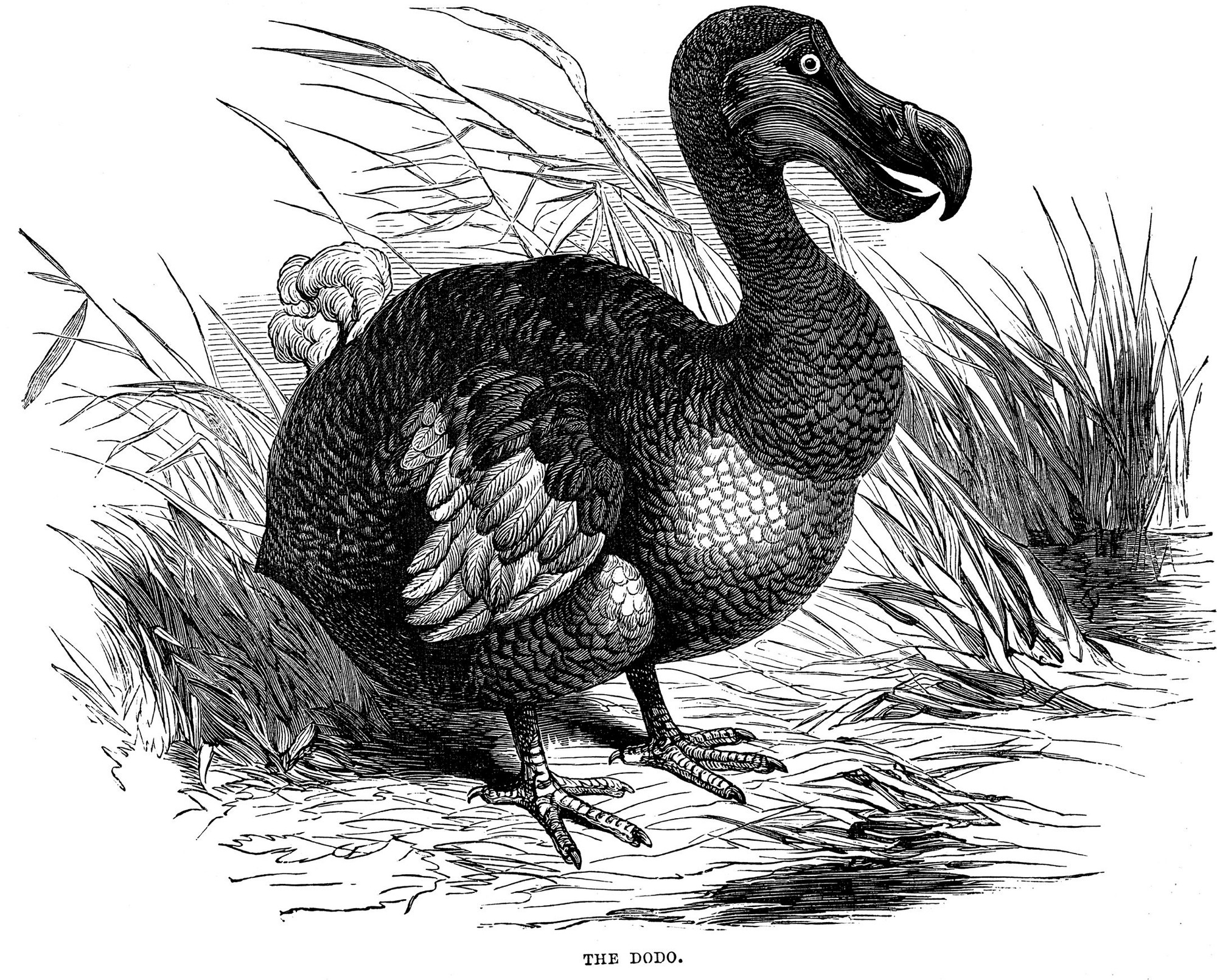 Dodo