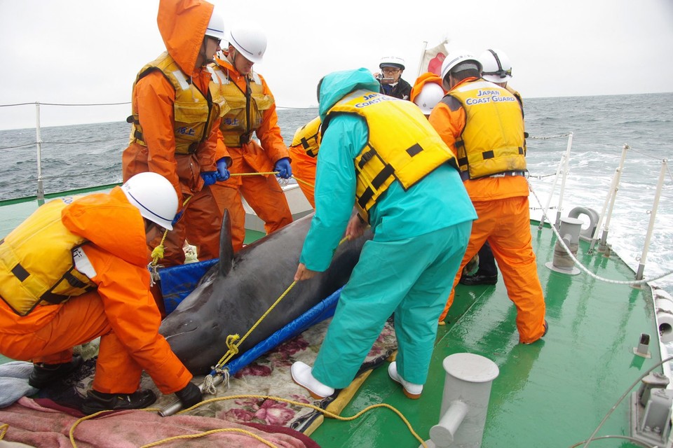 JAPAN ANIMALS DOLPHINS RESCUE (About 150 dolphins stranded on Japan coast )