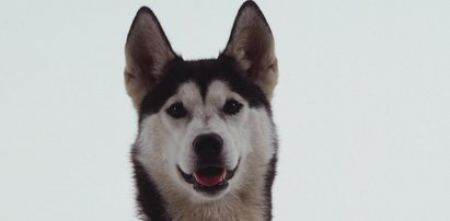 Okaleczył psa, bo ciągnął go za samochodem