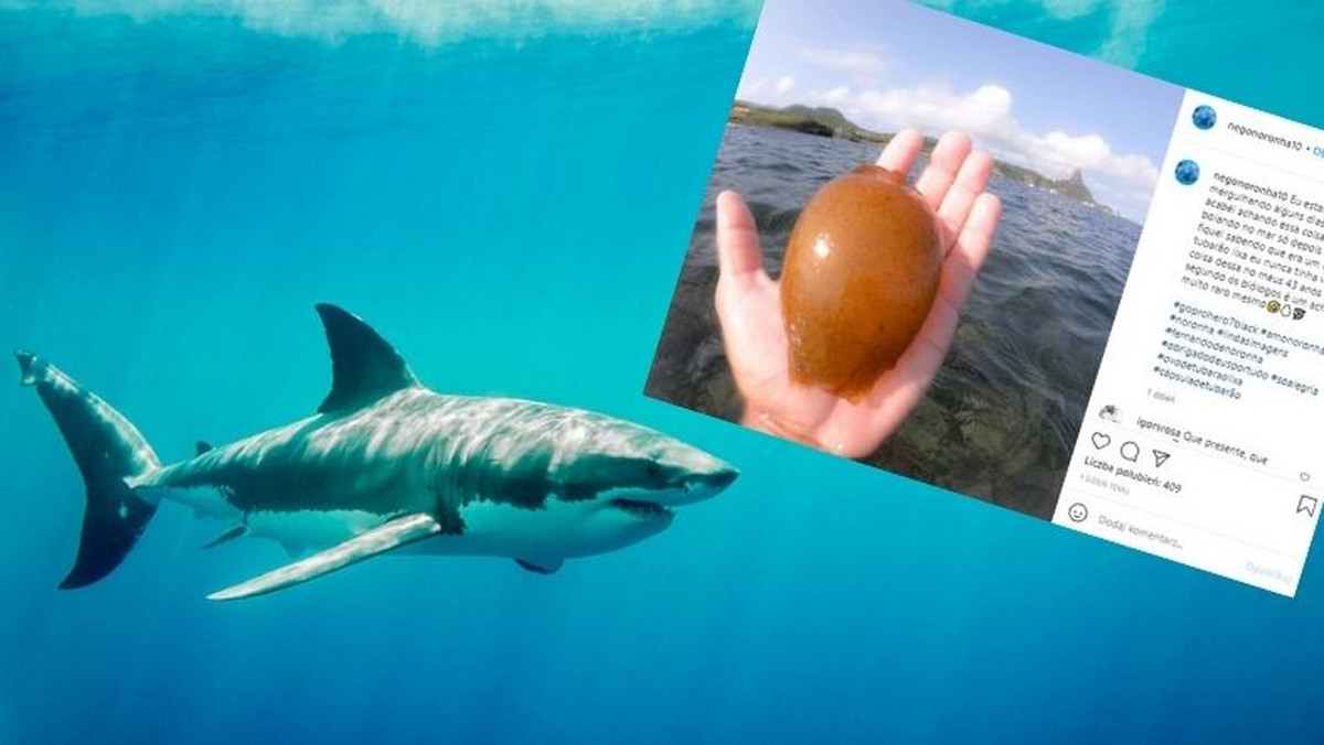 Brazylia. Rybak znalazł w wodach Atlantyku bardzo rzadkie jajo rekina