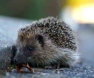 Igel gefunden – was tun?