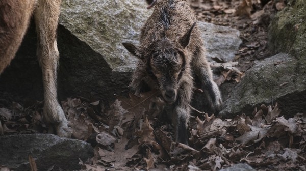 Ten gatunek kozy występuje w Azji