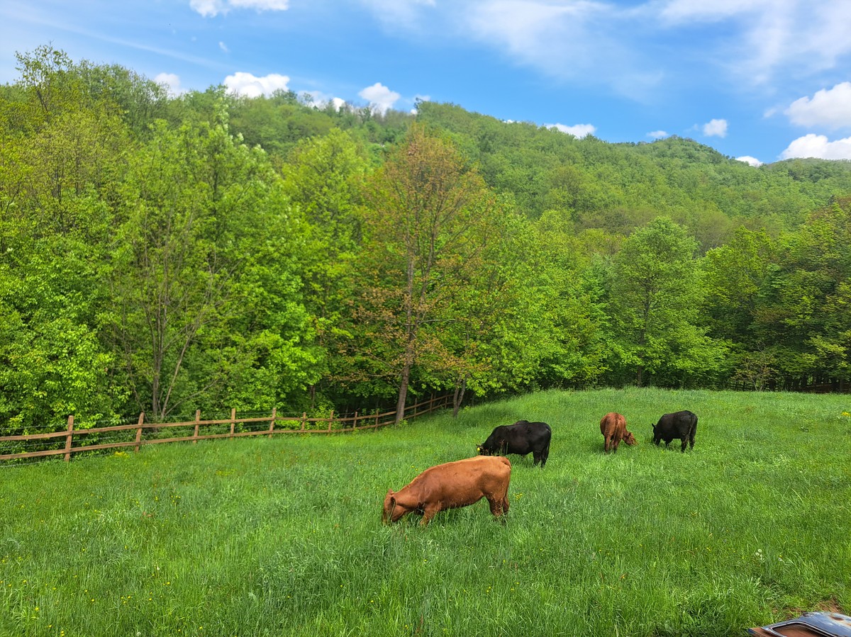 Gazdinstvo maksimović