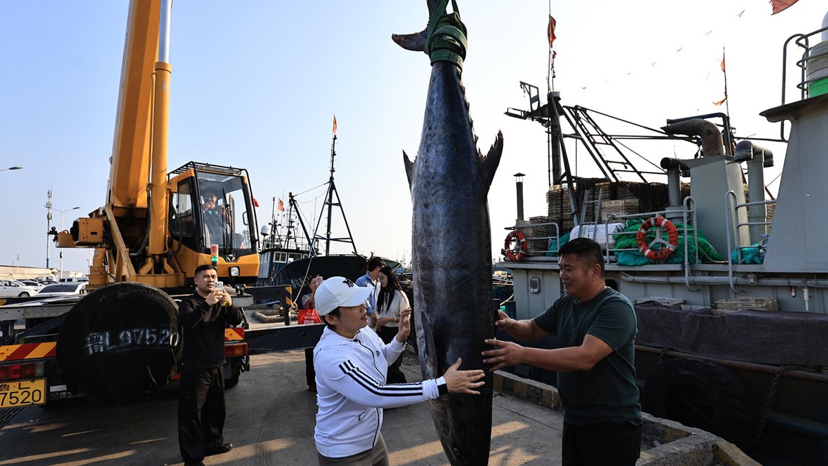 „Regele macroului”. Pescarii chinezi au prins un gigant de 2,5 metri și 134 de kilograme