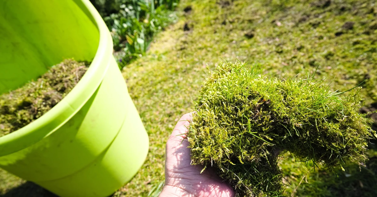 Rozsyp to na trawniku, mech nie będzie już Twoim problemem