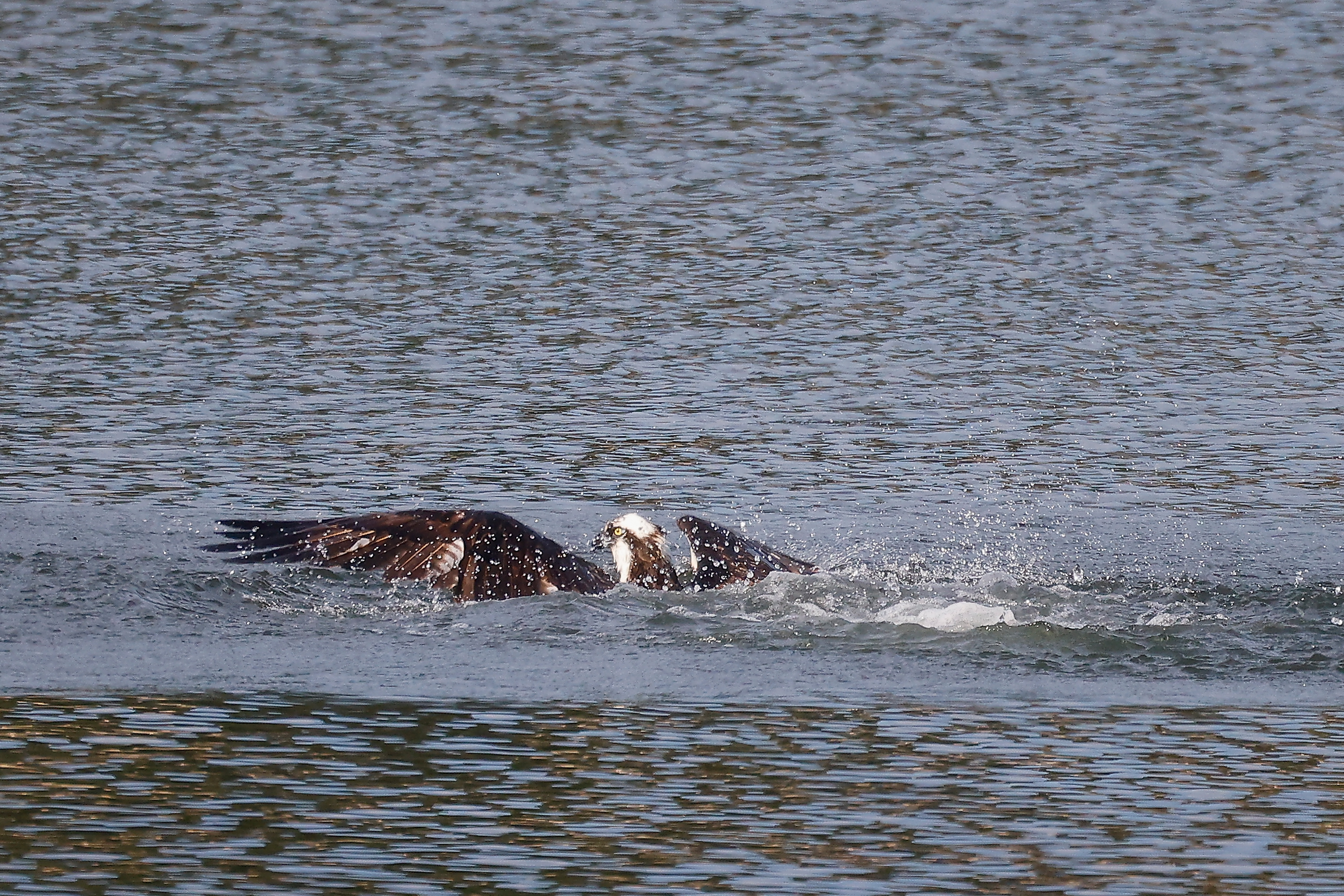 Canada: pesce caduto dal cielo causa incendio boschivo