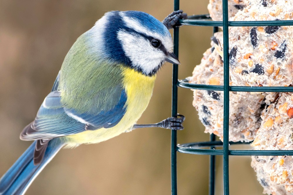 Blaumeisen freuen sich vor allem in den Wintermonaten über Vogelfutter.