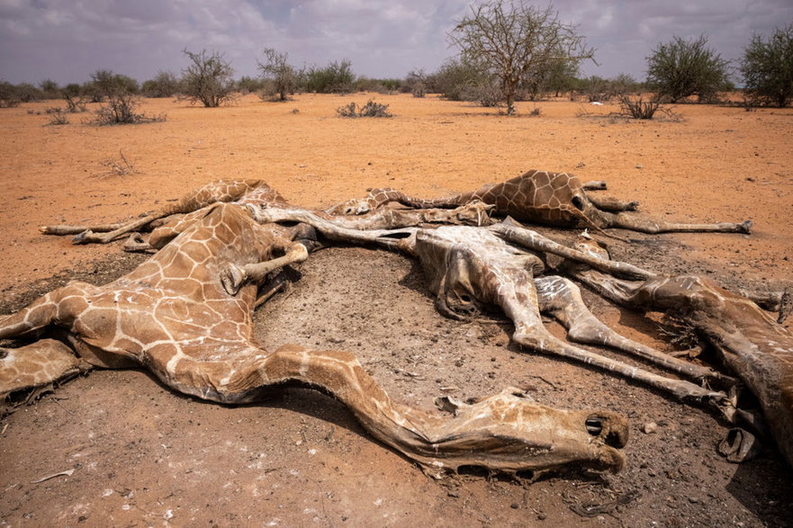 Z powodu suszy w północnej Kenii cierpi ok. 2,1 mln ludzi i niezliczona liczba zwierząt