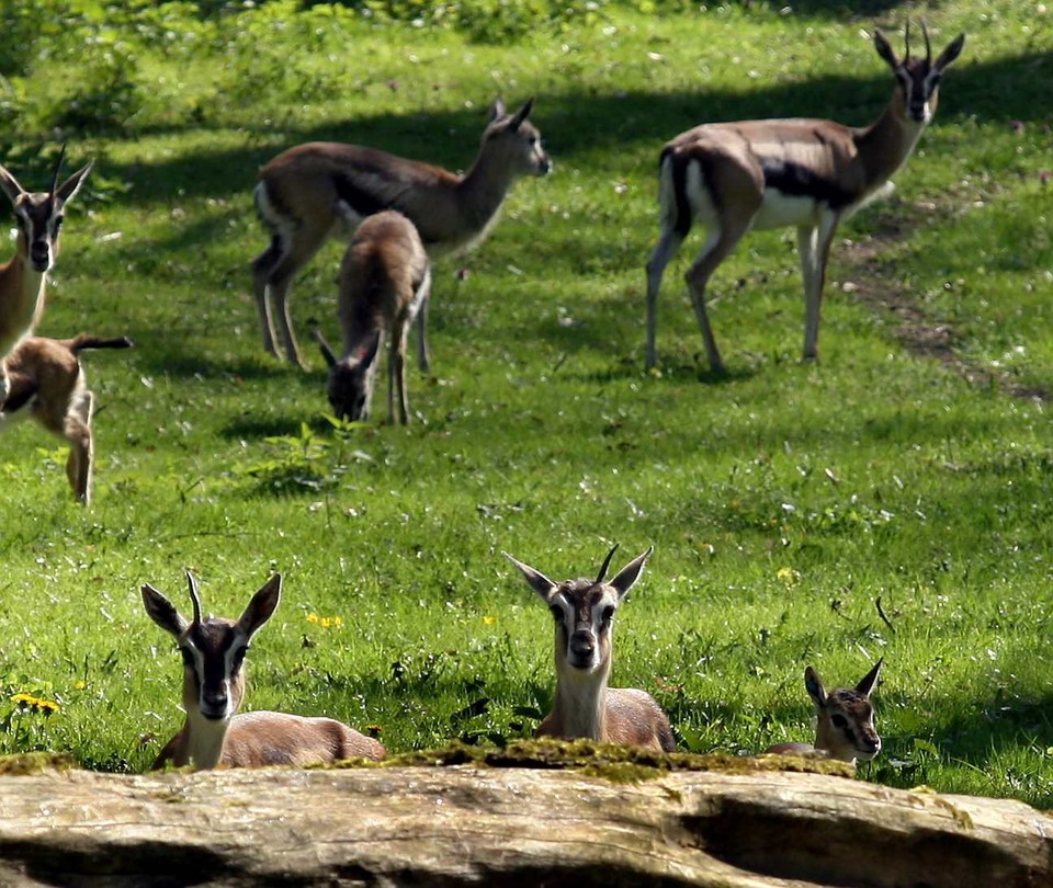 POZNAŃ ZOO GAZELE