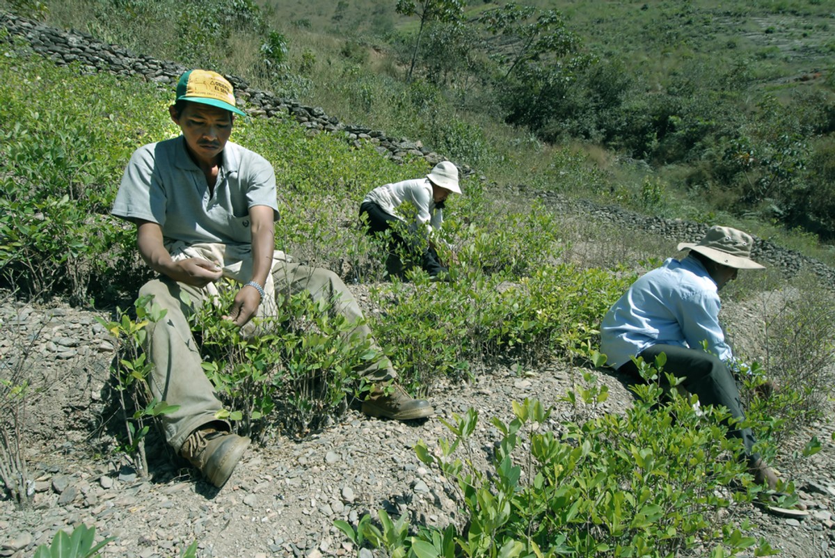Boliwijscy hodowcy koki - cocaleros. Fot. africa924 / Shutterstock.com