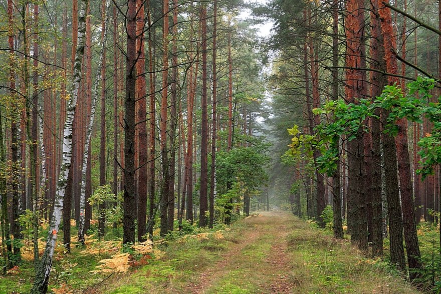 Puszcza Kampinoska