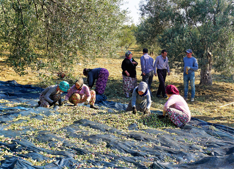 Zbiór oliwek - Akkızhan Farm Gömeç