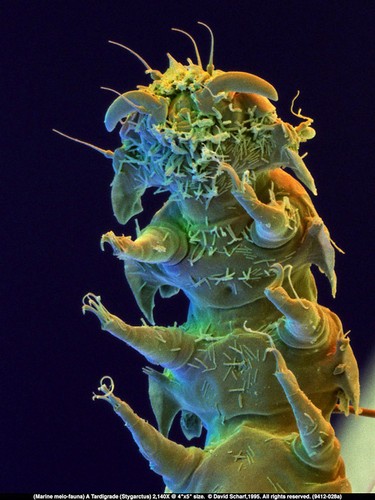 Stygarctus powiększony ponad 2000 razy