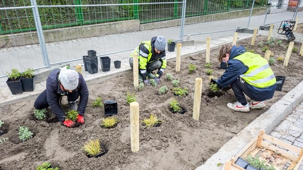 Na Wildzie przybędzie zieleni, i to na sporym terenie – o powierzchni prawie 500 mkw. Po wschodniej stronie ul. Czarnieckiego usunięto bruk i na miejscu nieużywanej już nawierzchni rozpoczęto sadzenie drzew, krzewów i bylin.