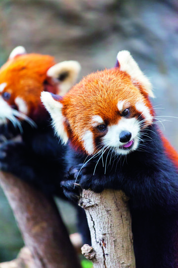 Itt a bizonyíték: csak cukiságban hasonlít névrokonára a vörös panda -  Galéria - Blikk