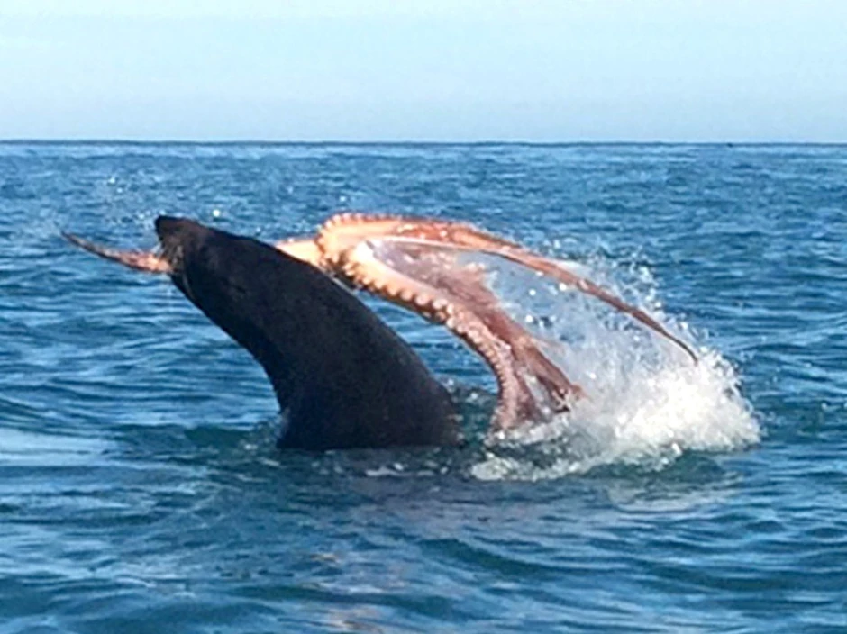 Foke udarima po površini otkidaju hobotnicama pipke i gutaju ih na površini