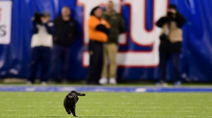 Egy macska is tiszteletét tette a meccsen / Fotó: Getty Images