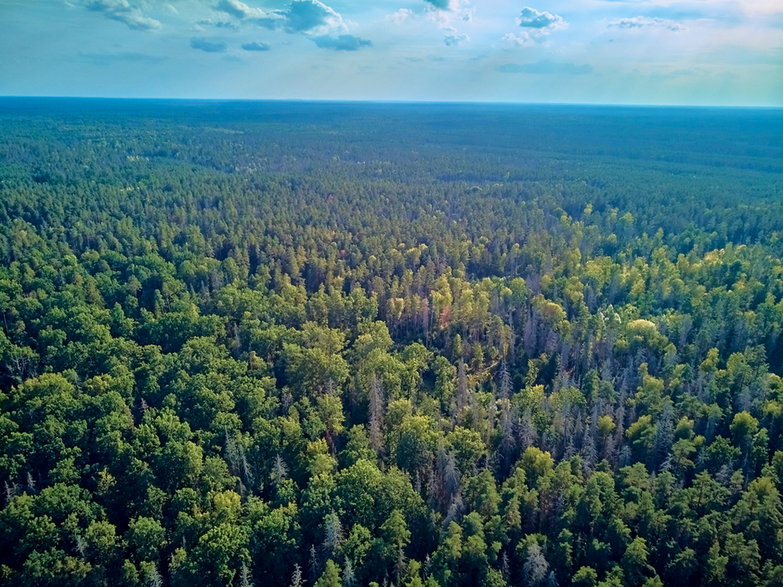 Puszcza Białowieska