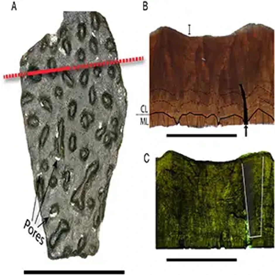 Fragmenti jaja dinosaurusa