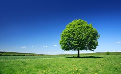 Ludowcy "nominują" polityka PiS do zasadzenia drzewa. Poseł: Posadzę lipę - to symbol działalności PSL