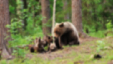 Leśniczy uratował niedźwiedzią rodzinę przed watahą wilków