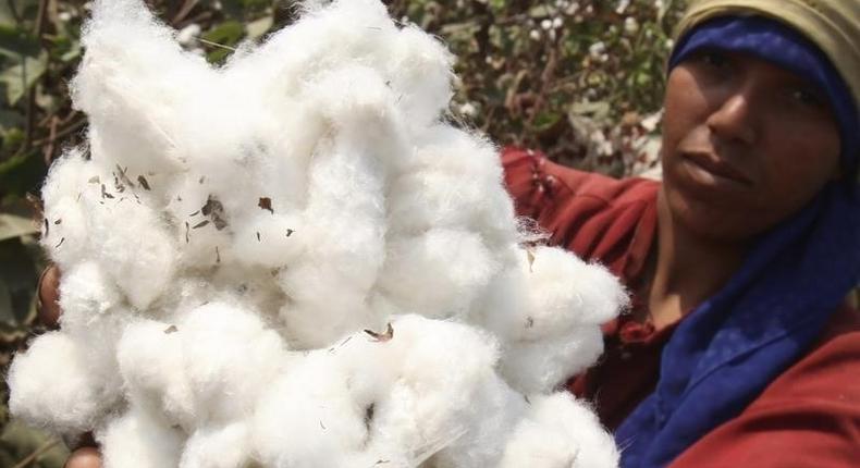 A farmer shows cotton on a farm in Qaha, about 25 km (16 miles) north of Cairo, September 22, 2011. REUTERS/Amr Abdallah Dalsh