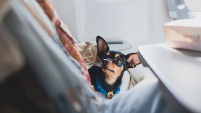 Dog on a plane (image used for illustrative purpose) [Shutterstock]