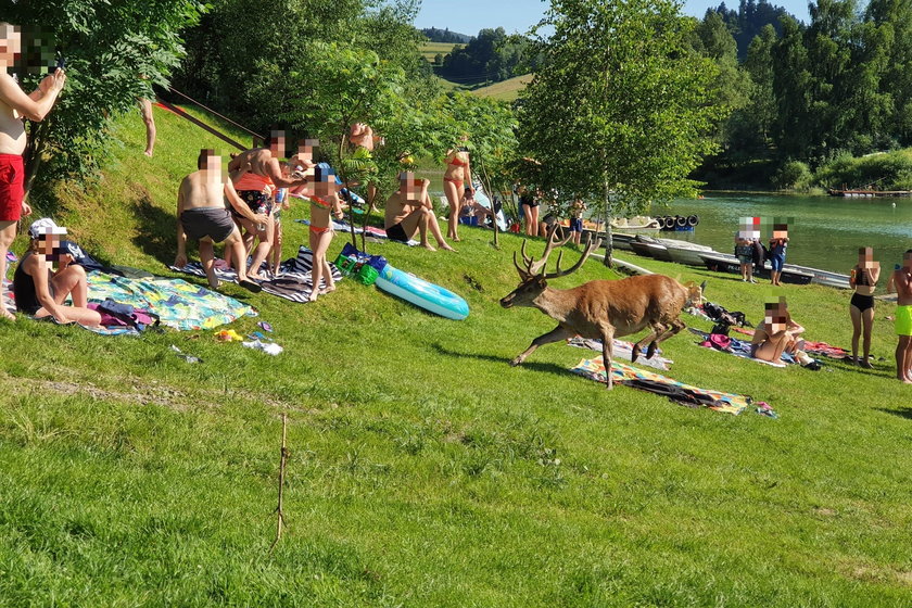 Zawóz: raniony jeleń wbiegł na plażę pełną turystów