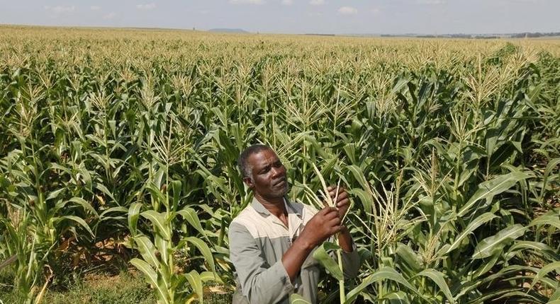 A farmer checks on his maiz crop in a file photo. REUTERS/Siphiwe Sibeko