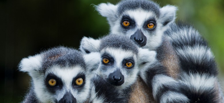 Lemur z kijowskiego zoo otrzymał imię Bayraktar. Na cześć tureckiego drona