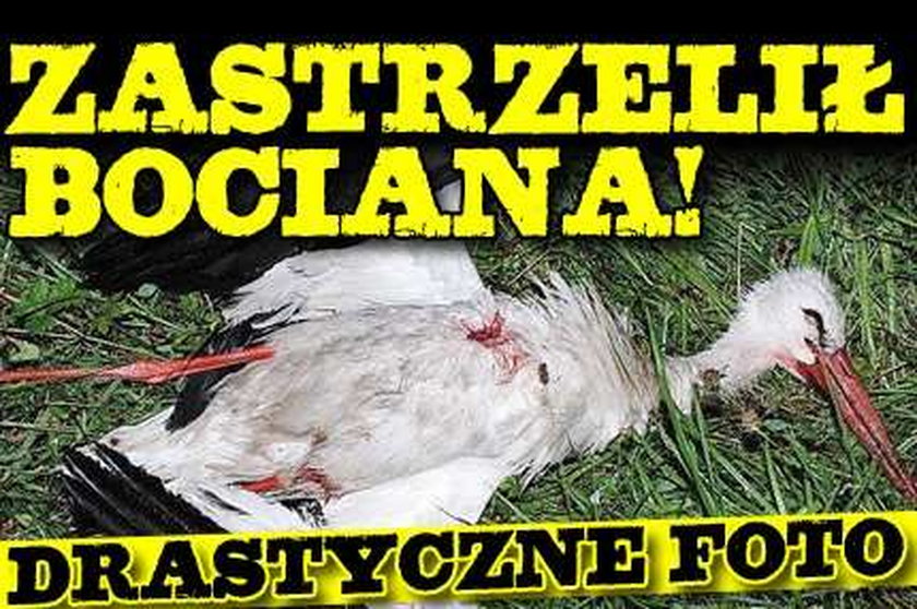 Zastrzelił bociana! Drastyczne foto!